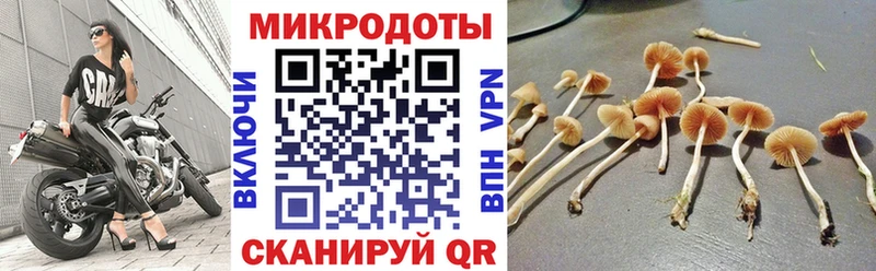 Псилоцибиновые грибы Cubensis где продают наркотики Вичуга