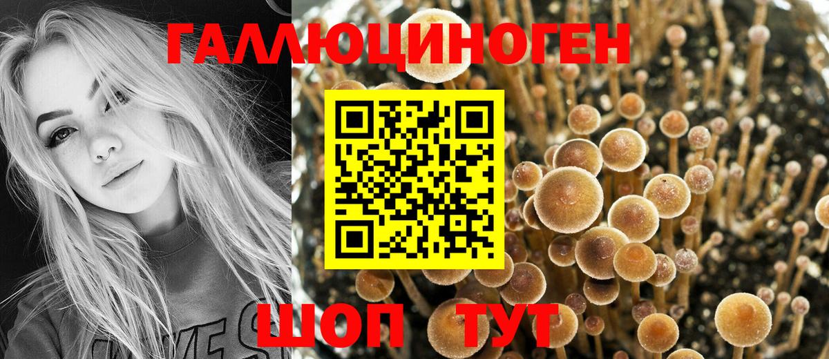 Псилоцибиновые грибы Psilocybe Вичуга