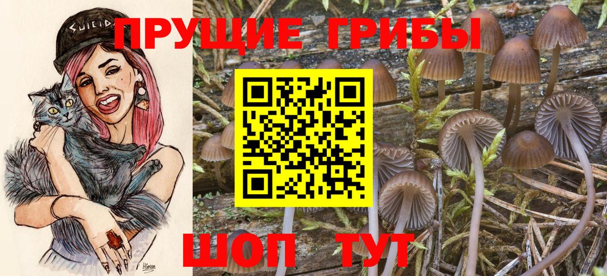 Псилоцибиновые грибы Psilocybe  Псилоцибиновые грибы мицелий  Вичуга 